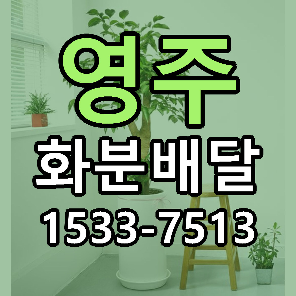 영주 화분배달 빠른배송 리본문구 근처꽃집 예약