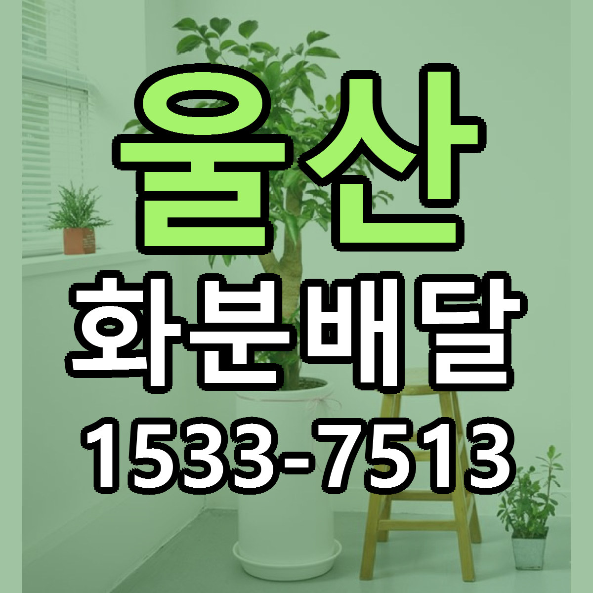 울산 화분배달 당일배송 리본문구 싼곳 찾기