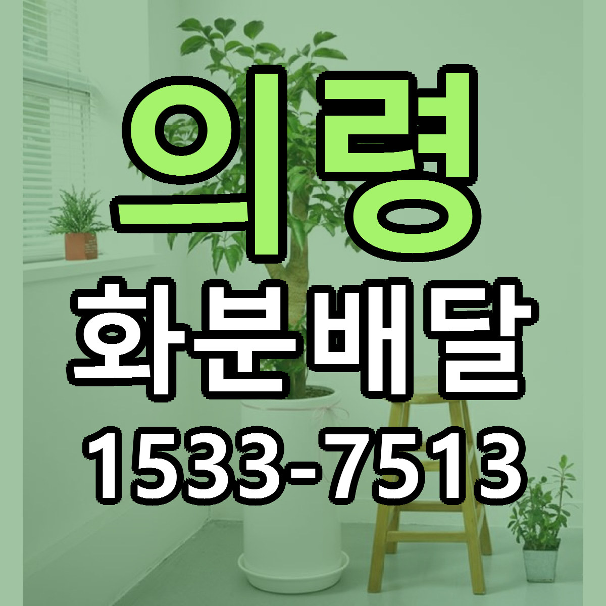 의령 화분배달 싼곳 빠른배송 리본문구 무료