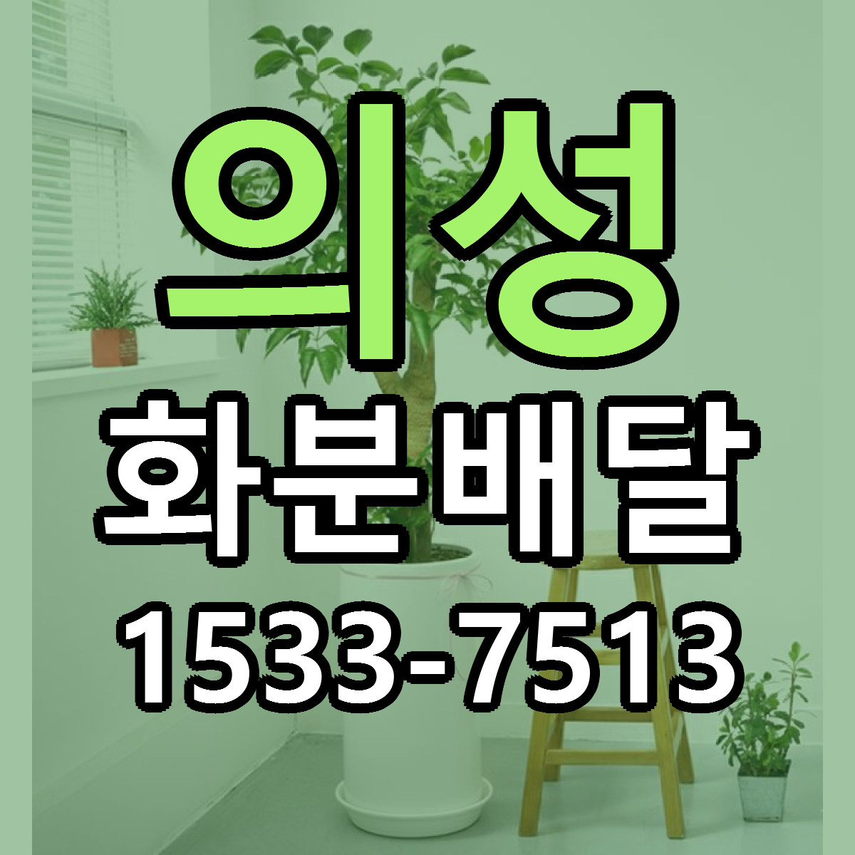 의성 화분배달 싼곳 빠른배송 리본문구 무료