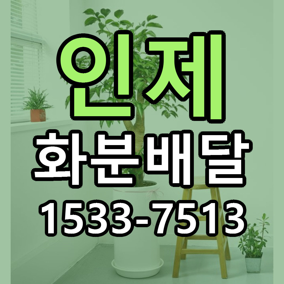 인제 화분배달 당일배송 가격 저렴한곳 추천