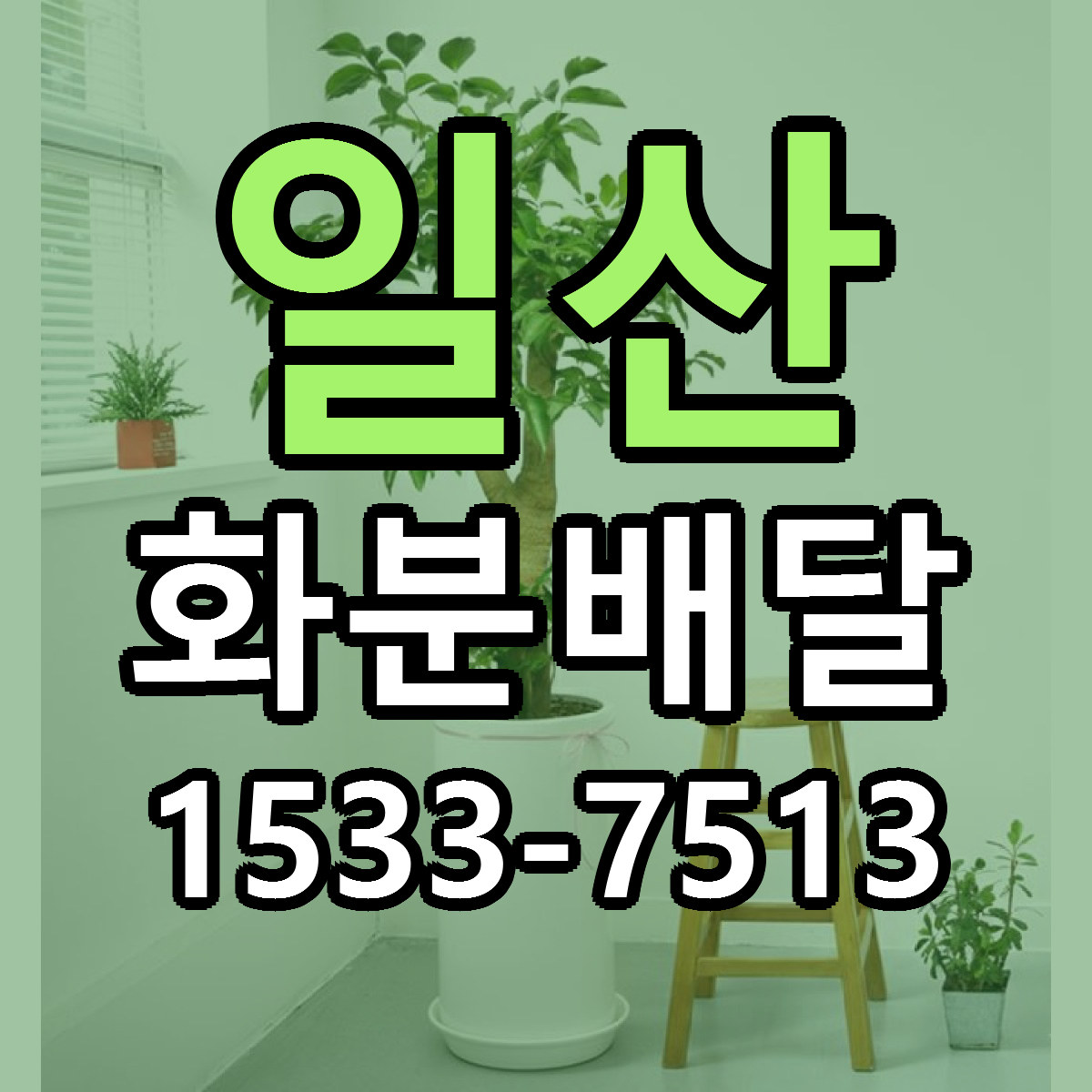 일산 화분배달 당일배송 리본문구 싼곳 찾기