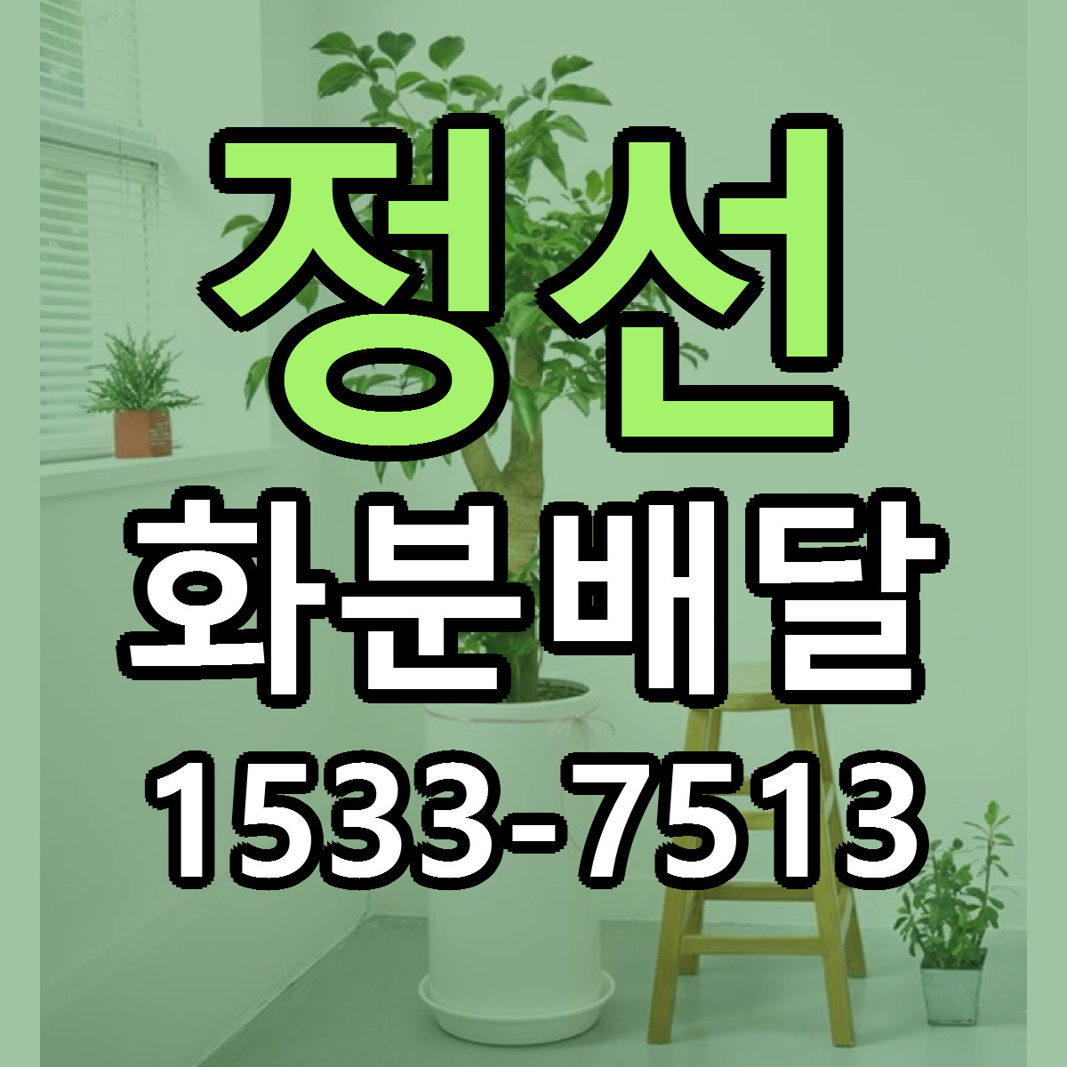 정선 화분배달 근처꽃집 저렴한곳 빠른배송 서비스
