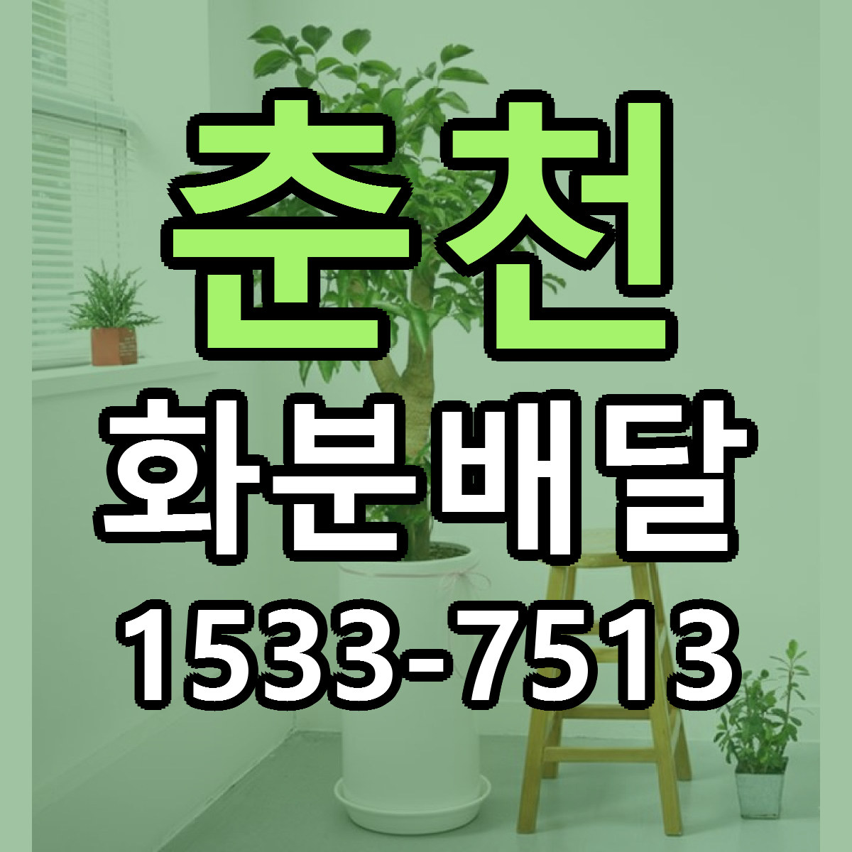 춘천 화분배달 당일배송 리본문구 싼곳 찾기