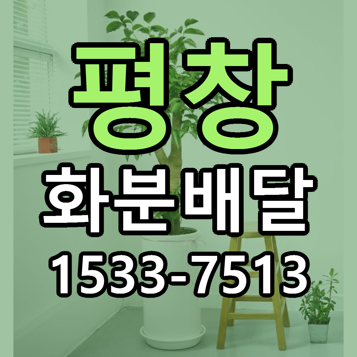 평창 화분배달 근처꽃집 당일배송 싼곳 추천