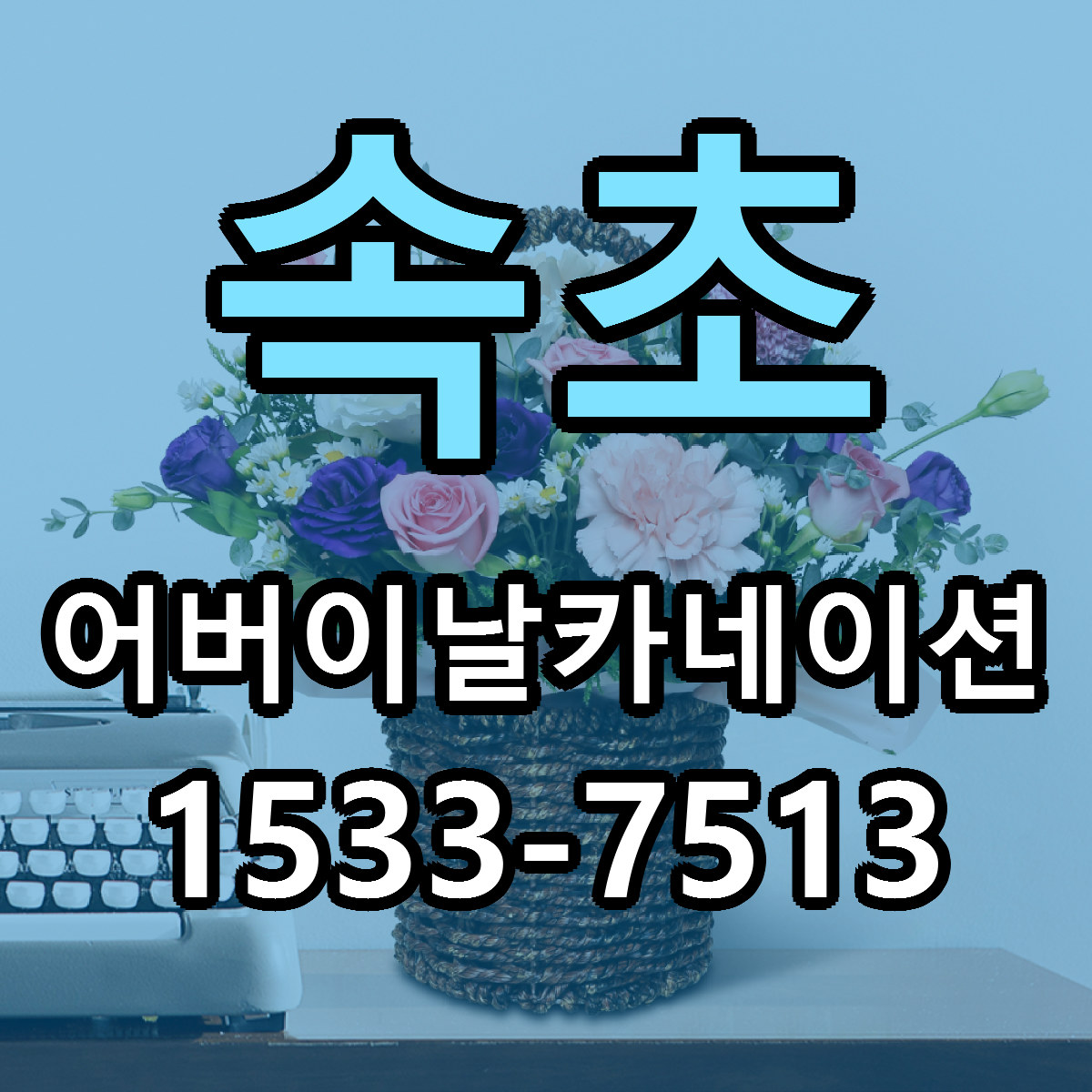 속초 어버이날카네이션 빠른배송 리본문구 가격 알뜰 비교