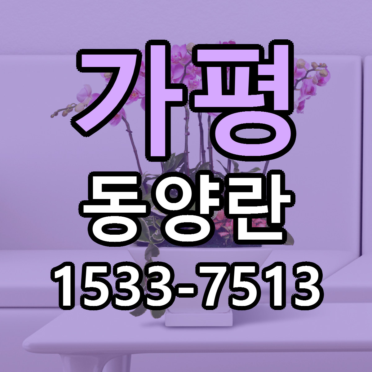 가평 동양란 리본문구 싼곳 빠른배송 예약