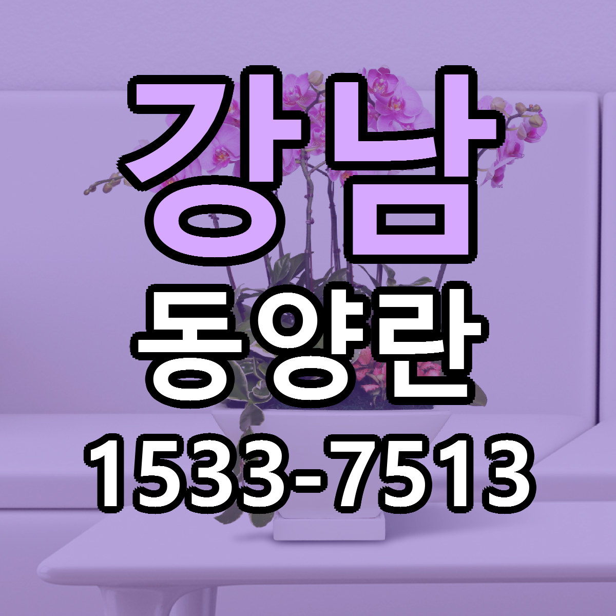 강남 동양란 빠른배송 가격 저렴한곳 찾기