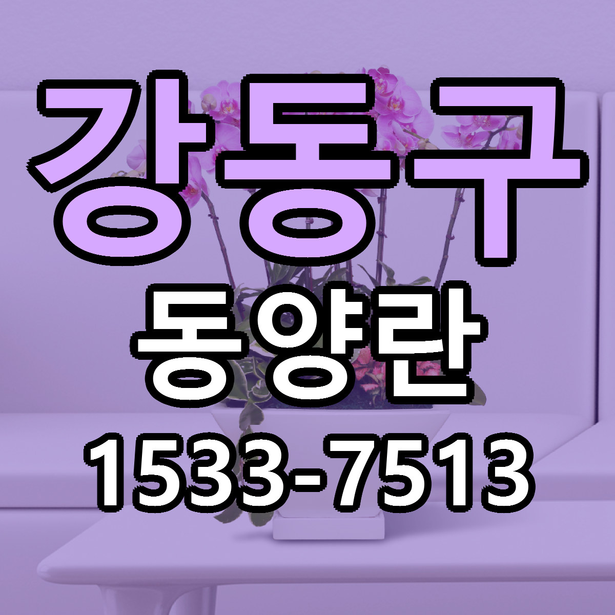 강동구 동양란 당일배송 빠른배송 싼곳 찾기