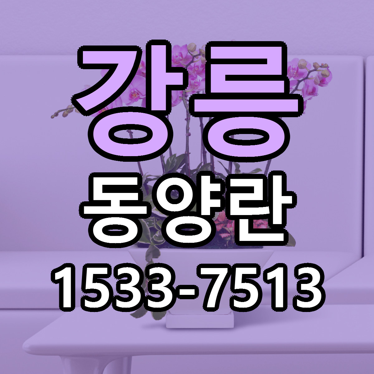 강릉 동양란 당일배송 가격 저렴한곳 추천