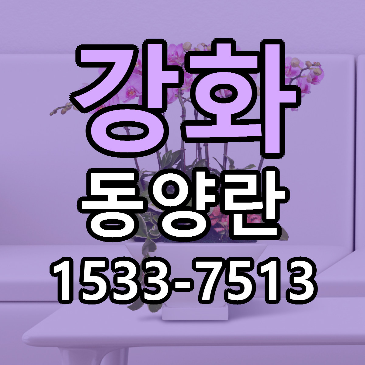 강화 동양란 빠른배송 근처꽃집 가격 비교