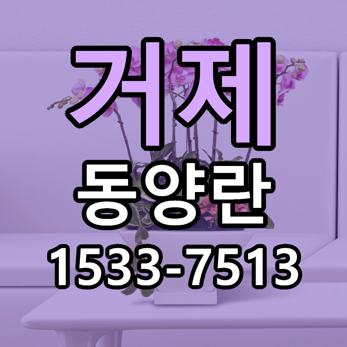 거제 동양란 당일배송 리본문구 빠른배송 서비스