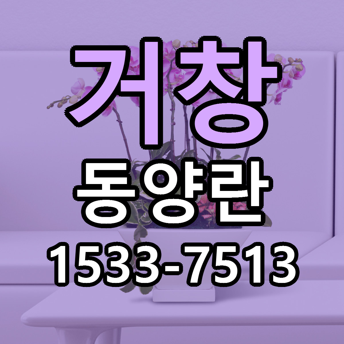 거창 동양란 빠른배송 리본문구 가격 알뜰 비교