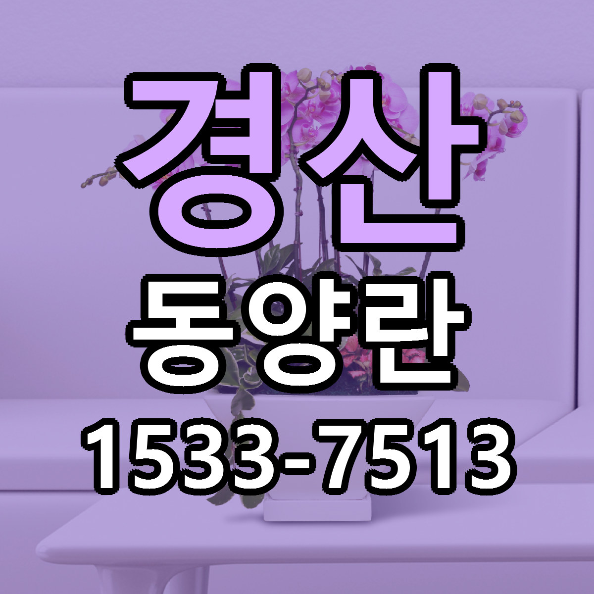 경산 동양란 빠른배송 리본문구 가격 알뜰 비교