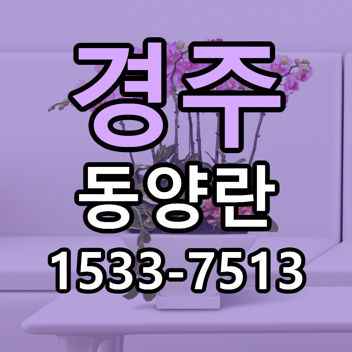 경주 동양란 근처꽃집 가격 저렴한곳 안내