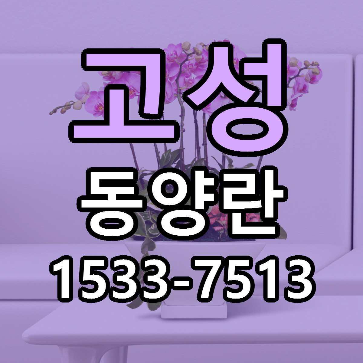 고성 동양란 근처꽃집 저렴한곳 빠른배송 서비스