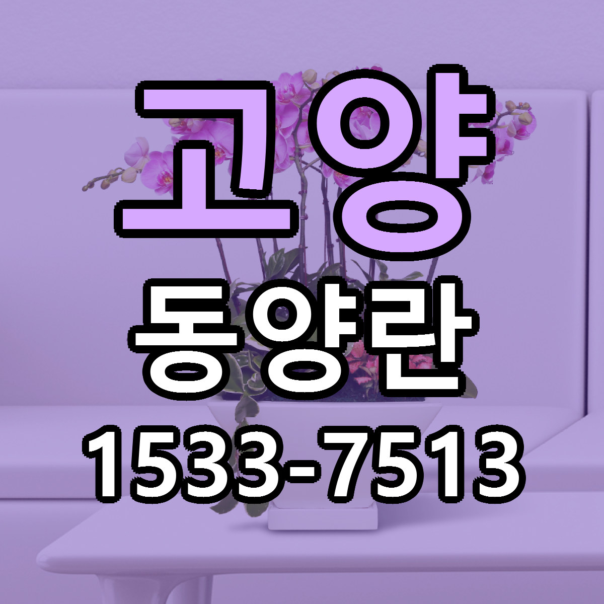 고양 동양란 근처꽃집 가격 저렴한곳 안내