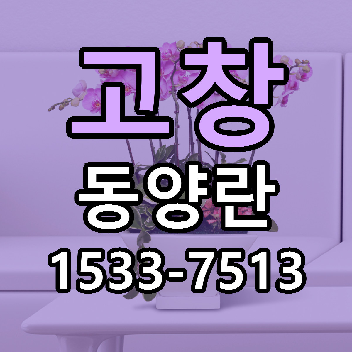 고창 동양란 빠른배송 싼곳 가격 문의