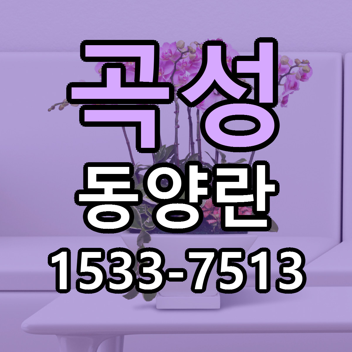 곡성 동양란 가격 착한 싼곳 당일배송 안내