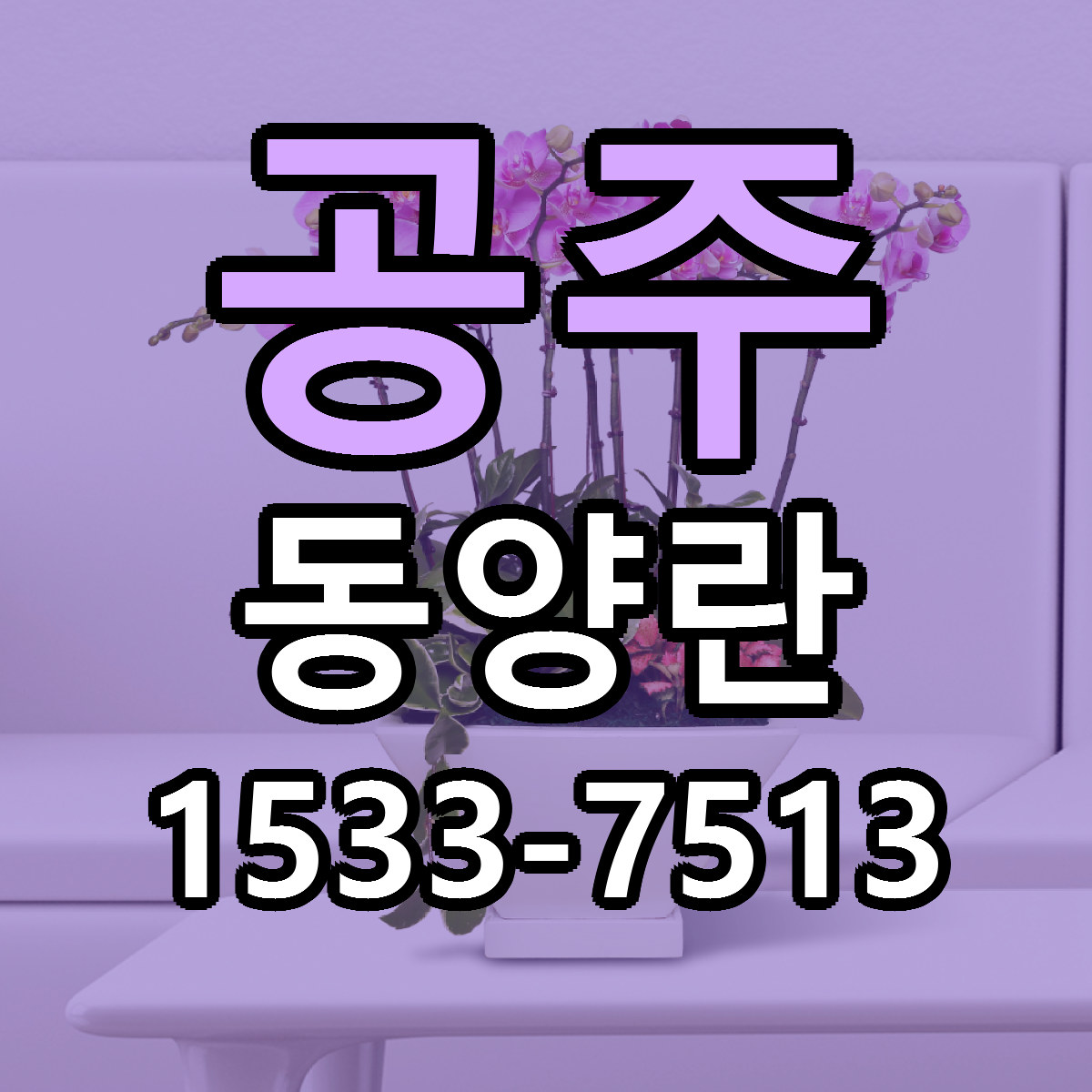 공주 동양란 리본문구 싼곳 빠른배송 예약