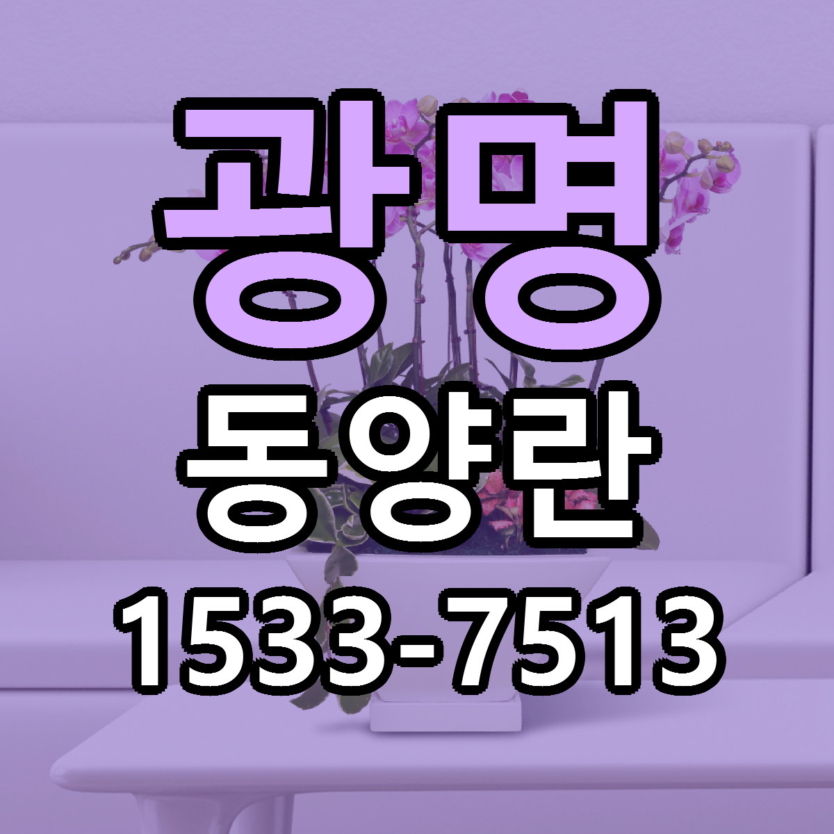 광명 동양란 당일배송 리본문구 싼곳 찾기