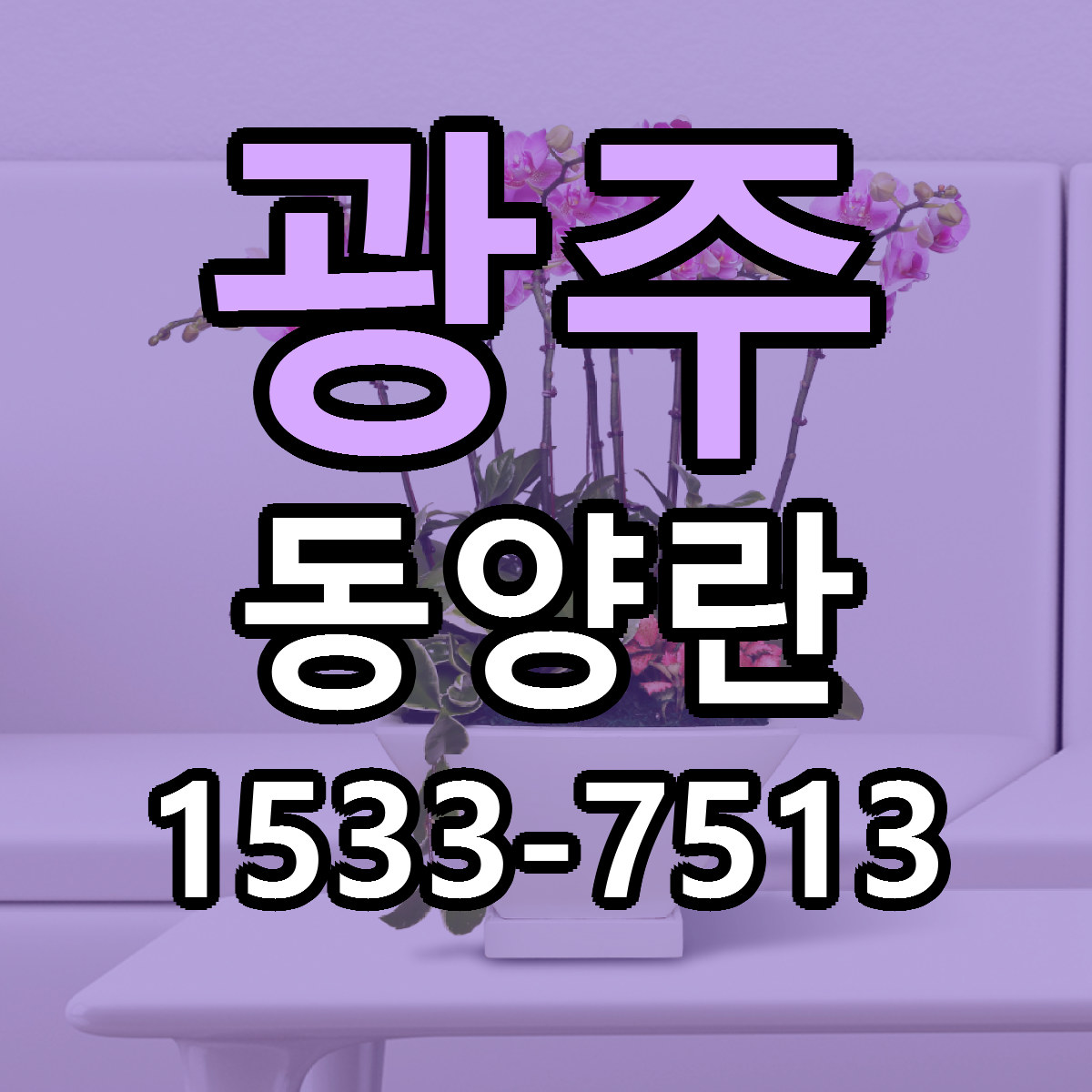 광주 동양란 빠른배송 가격 저렴한곳 찾기
