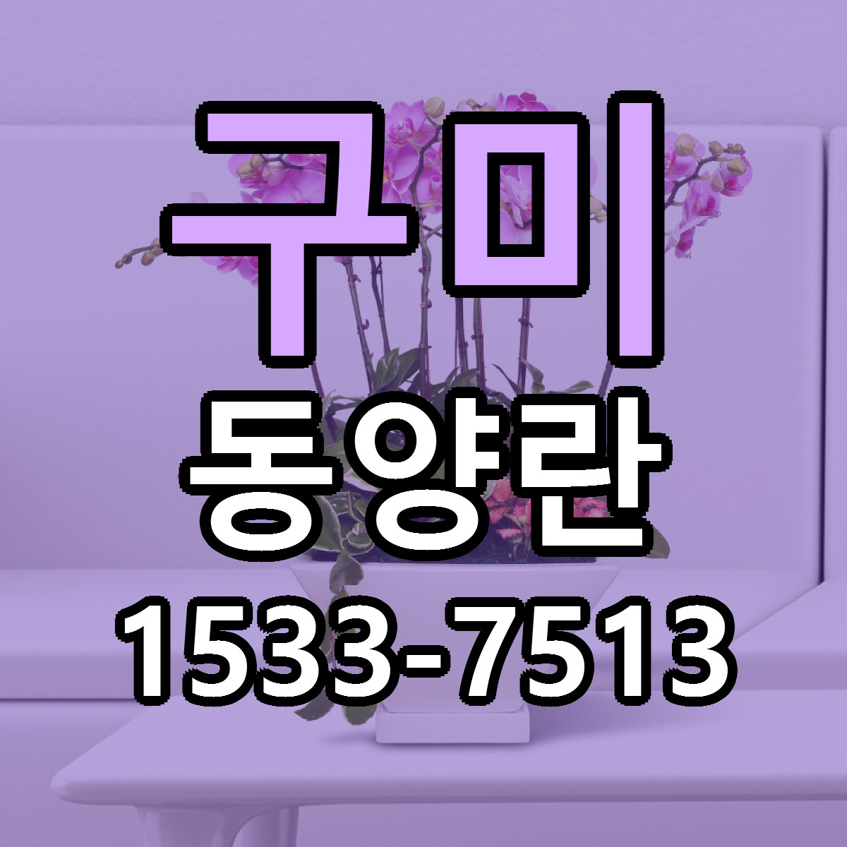 구미 동양란 당일배송 근처꽃집 싼곳 비교