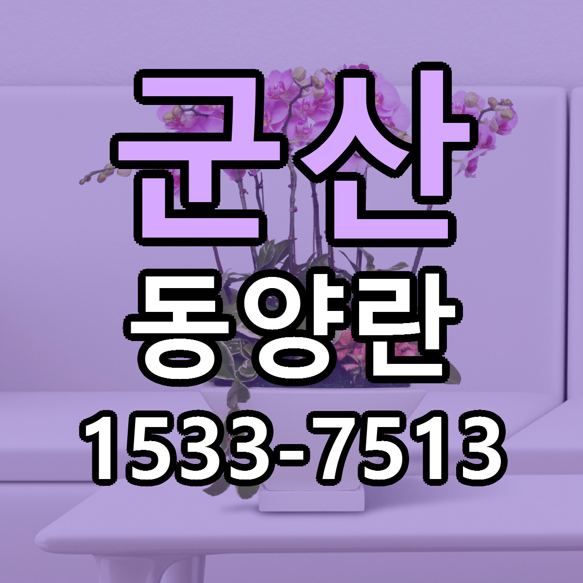 군산 동양란 근처꽃집 당일배송 싼곳 추천