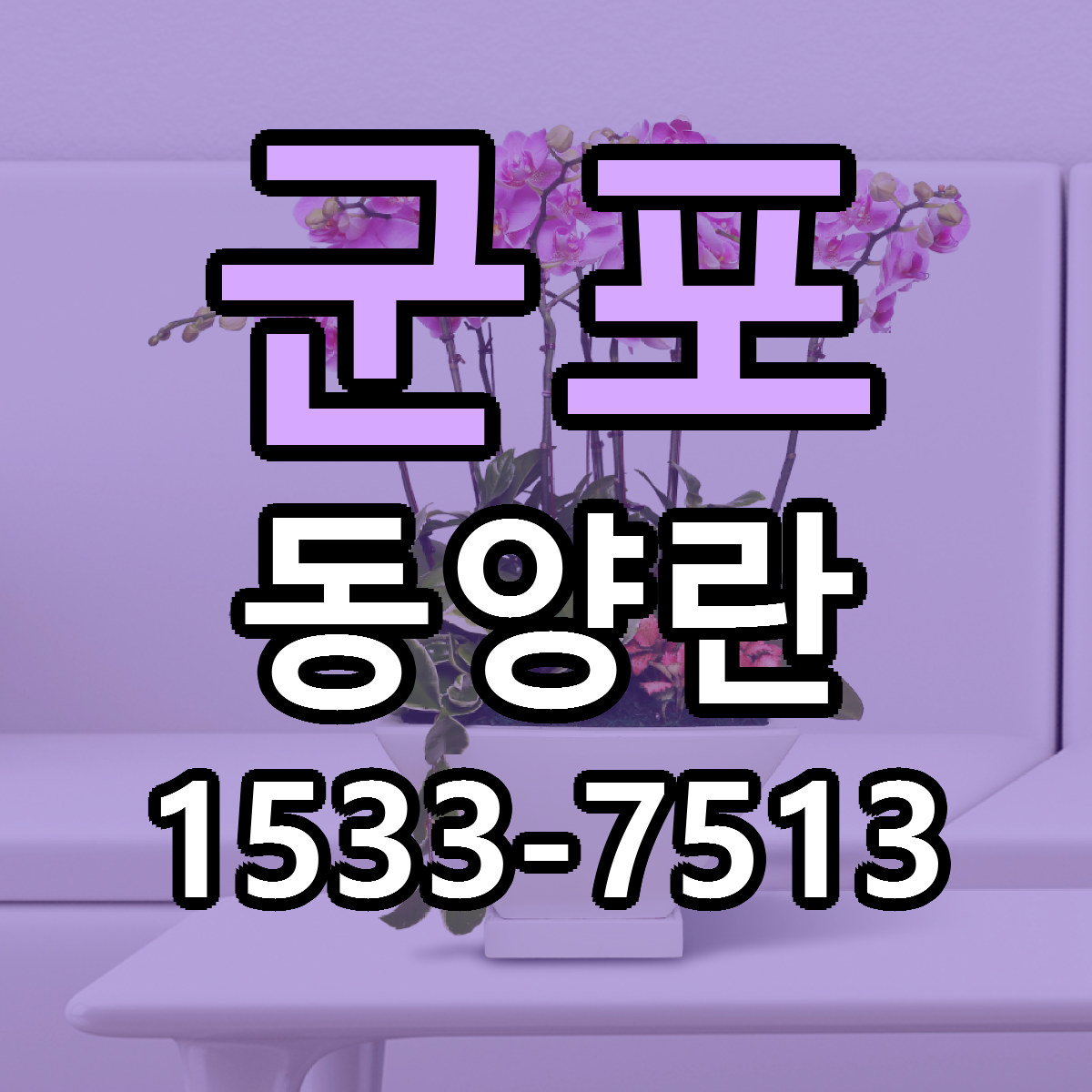 군포 동양란 당일배송 싼곳 리본문구 안내