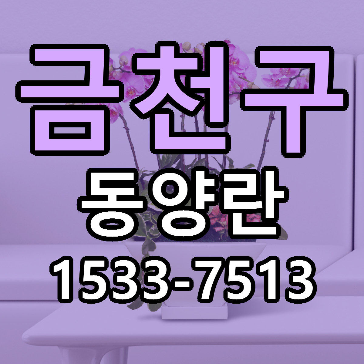 금천구 동양란 당일배송 리본문구 싼곳 찾기