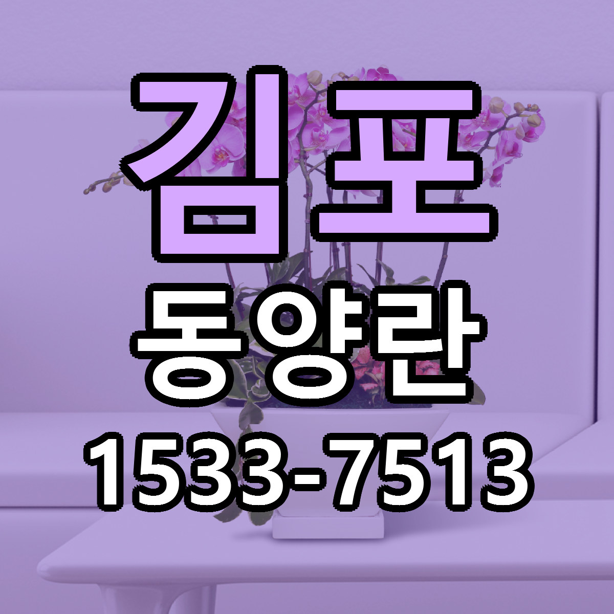 김포 동양란 당일배송 저렴한곳 리본문구 추천