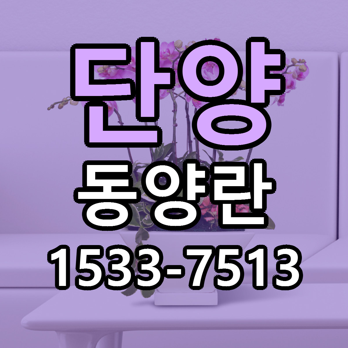 단양 동양란 빠른배송 싼곳 가격 문의