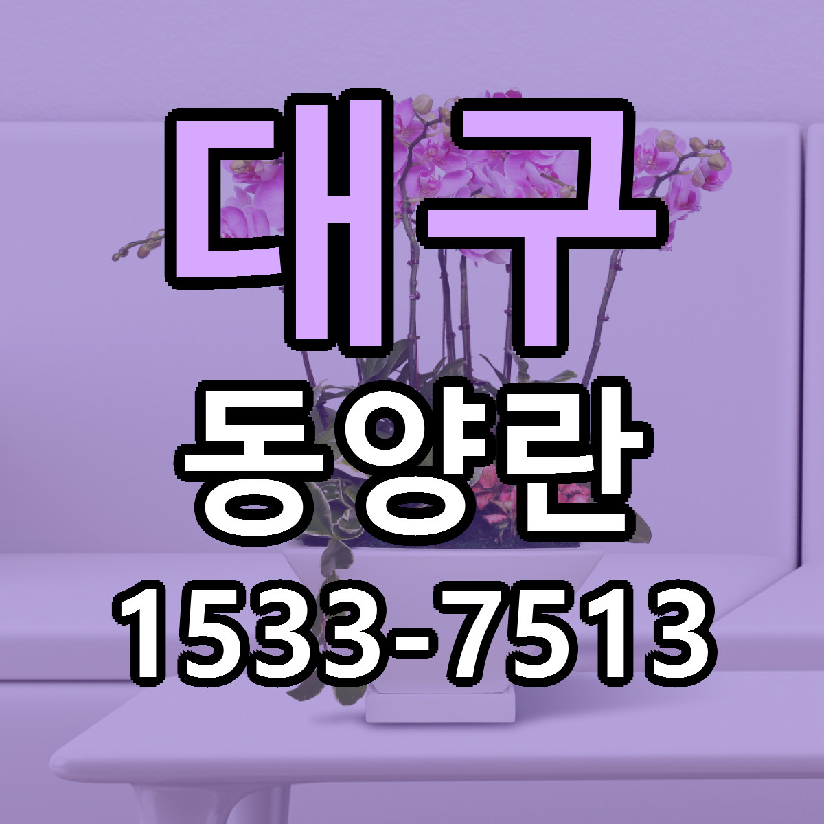 대구 동양란 가격 착한 싼곳 당일배송 안내
