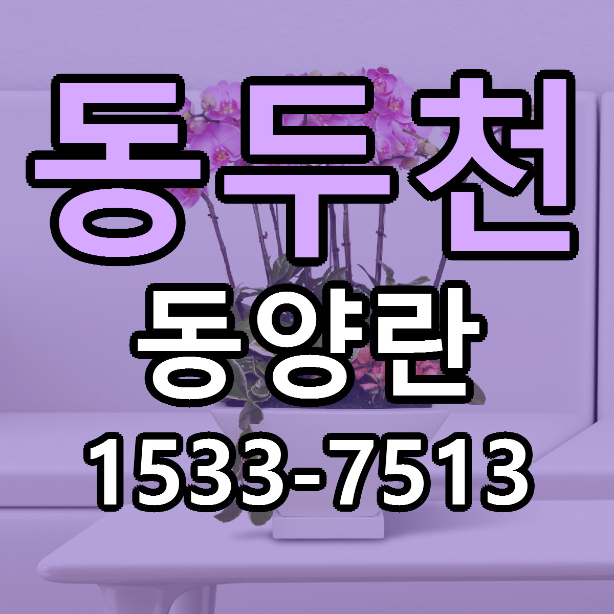 동두천 동양란 근처꽃집 가격 저렴한곳 안내