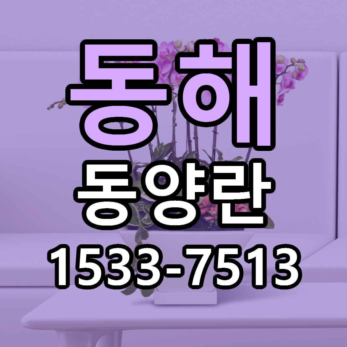 동해 동양란 근처꽃집 싼곳 빠른배송 안내