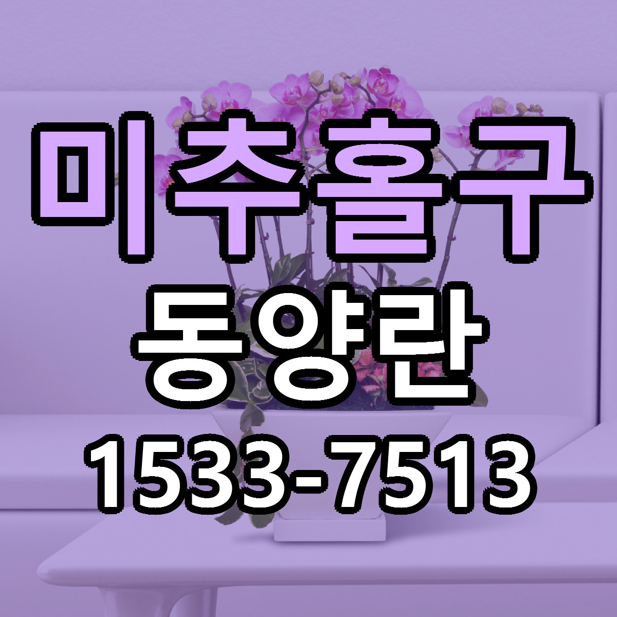 미추홀구 동양란 당일배송 가격 저렴한곳 추천