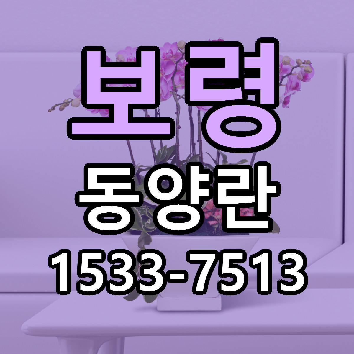 보령 동양란 빠른배송 가격 저렴한곳 찾기