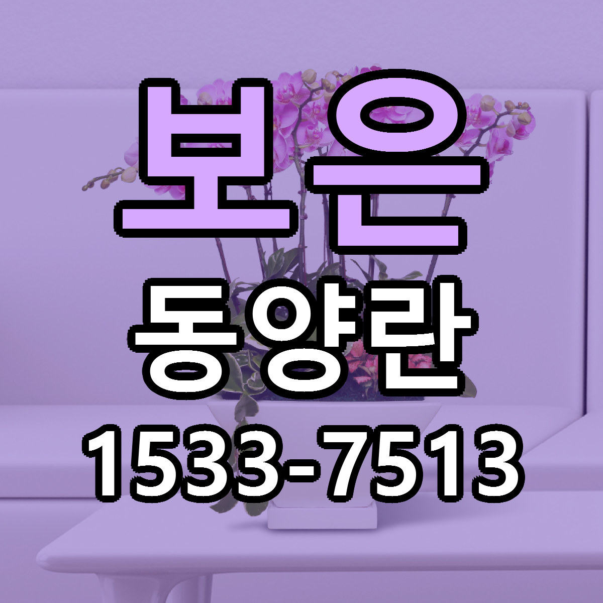 보은 동양란 싼곳 당일배송 빠른배송 추천