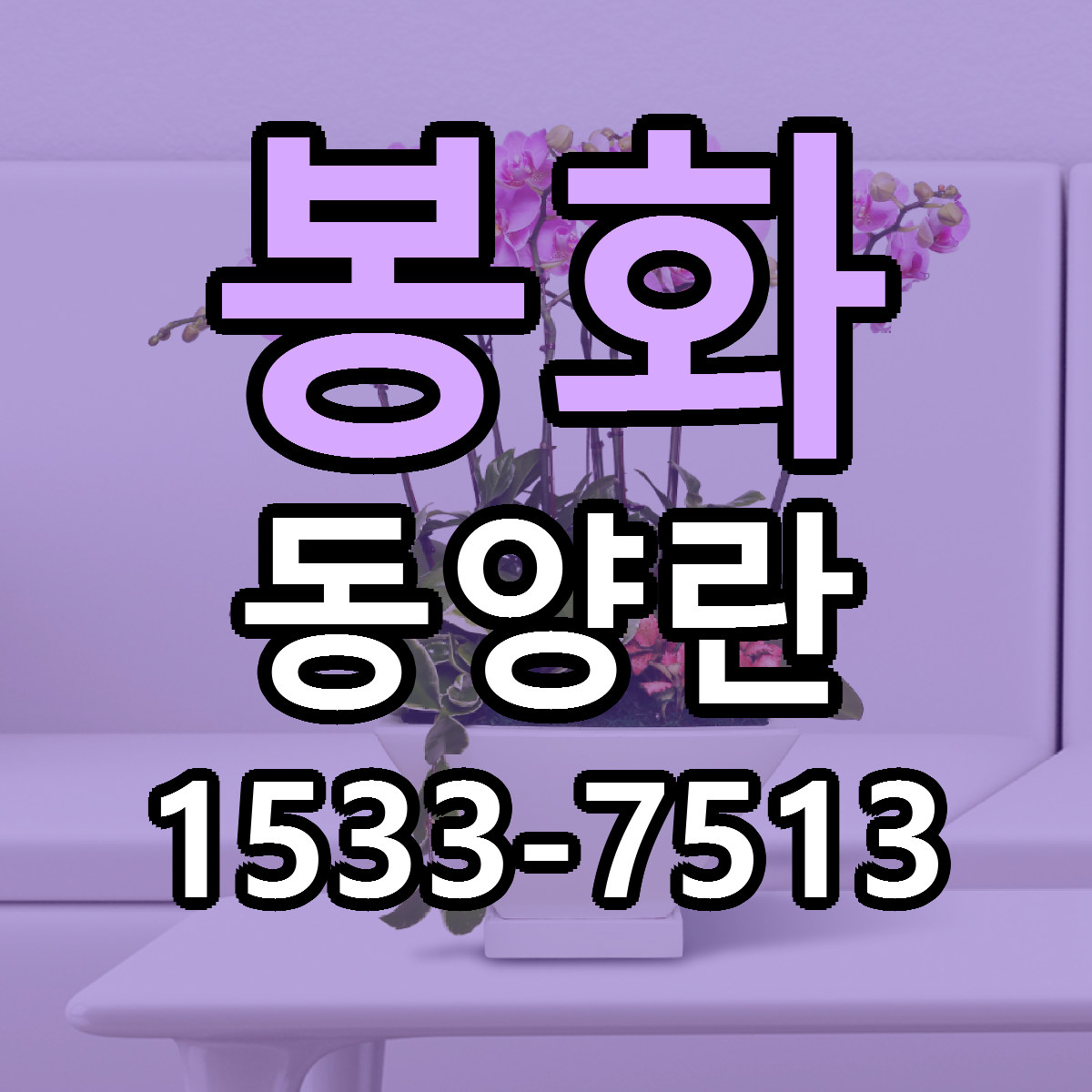 봉화 동양란 빠른배송 저렴한곳 가격 정리
