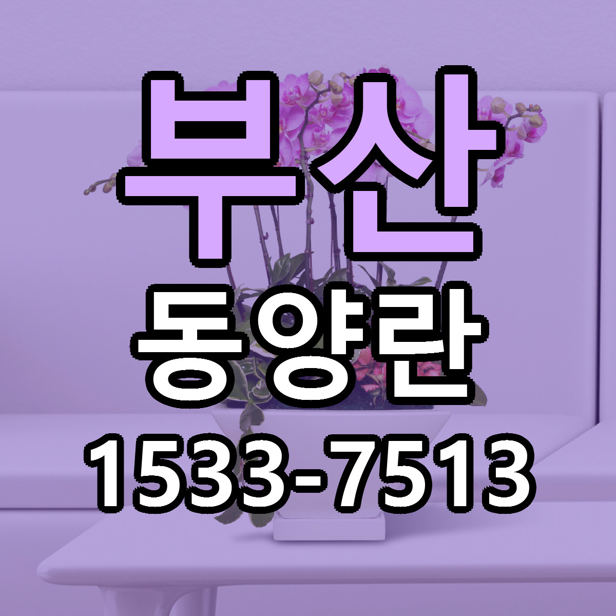 부산 동양란 가격 착한 싼곳 당일배송 안내