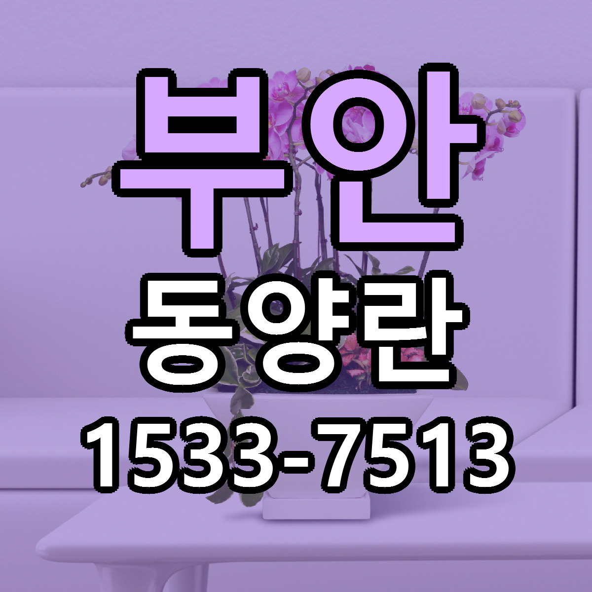 부안 동양란 저렴한곳 당일배송 근처꽃집 추천