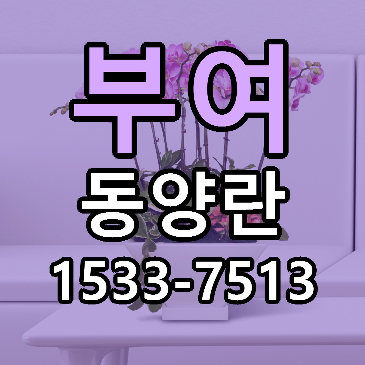 부여 동양란 당일배송 리본문구 싼곳 찾기