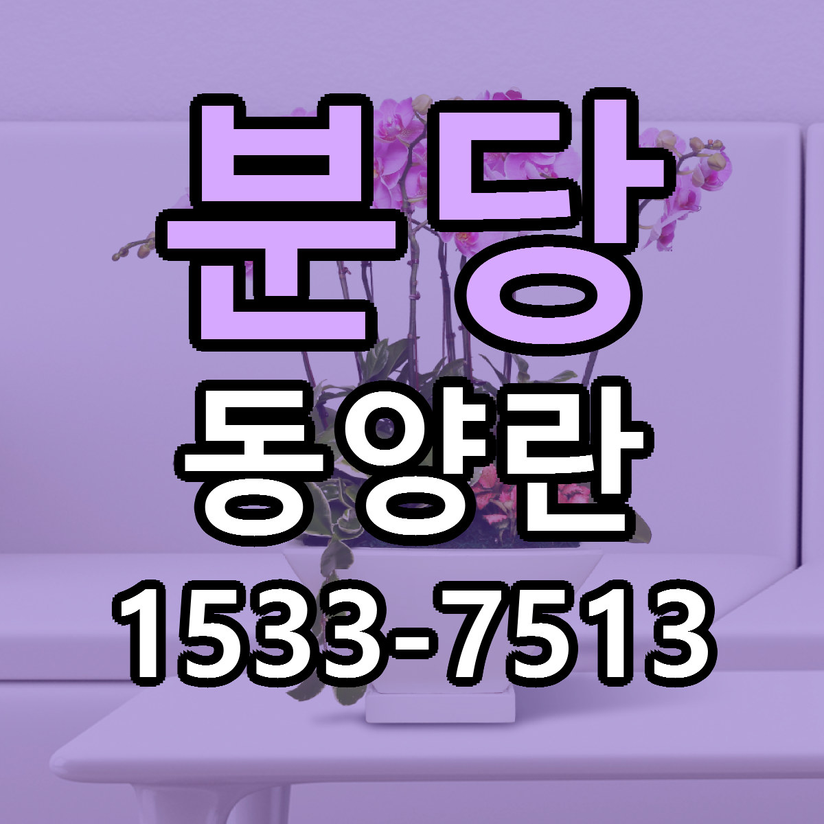 분당 동양란 빠른배송 가격 저렴한곳 찾기