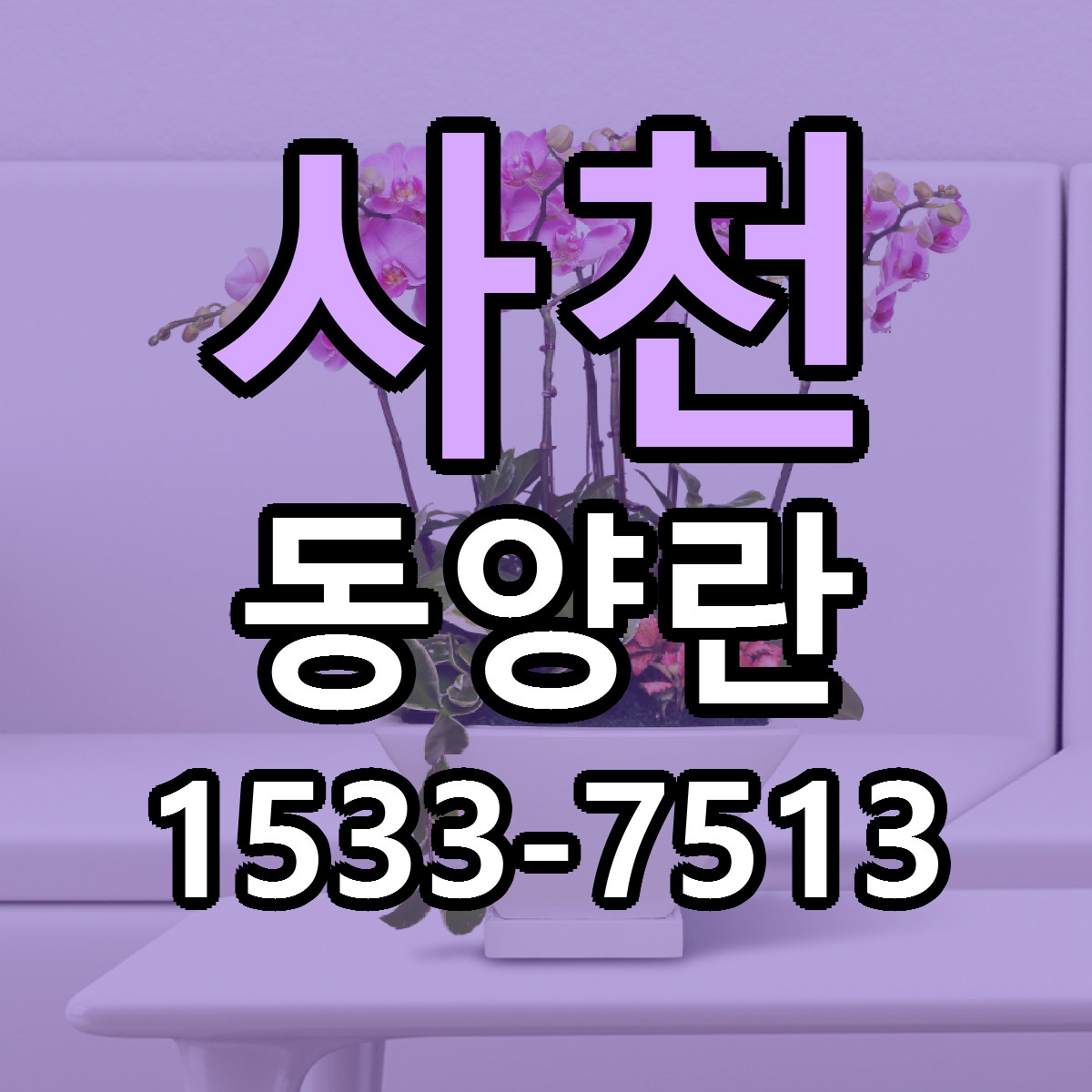 사천 동양란 저렴한곳 당일배송 가격 만족