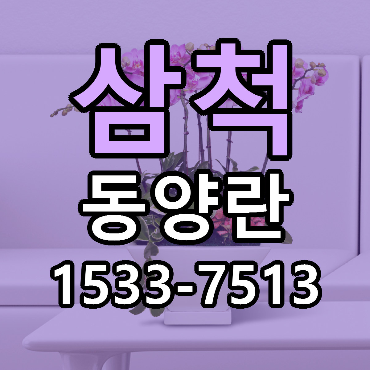 삼척 동양란 빠른배송 싼곳 가격 문의