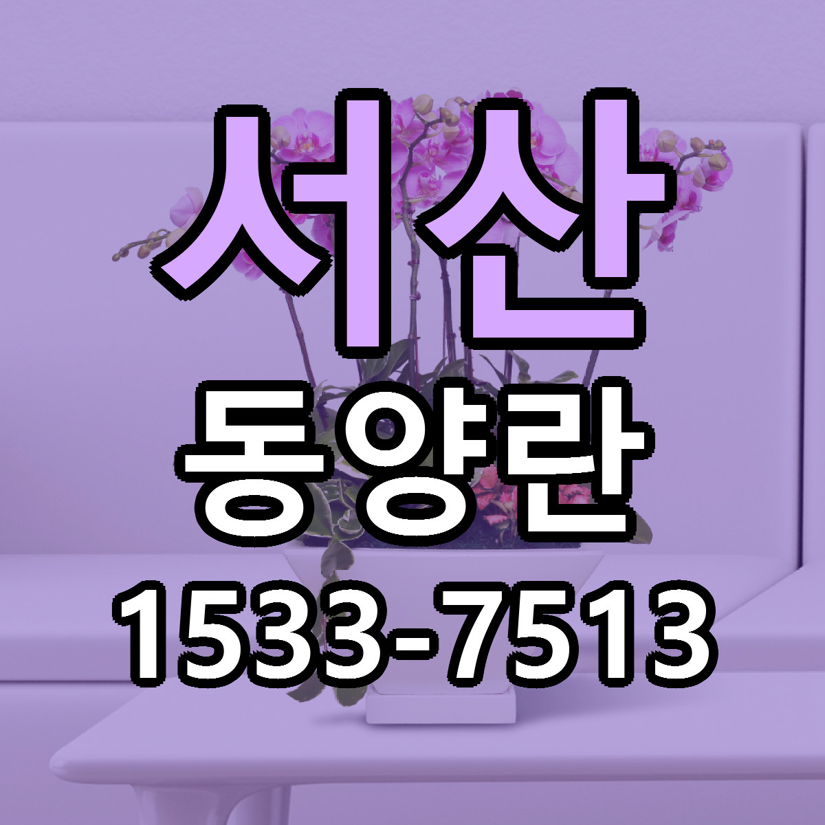 서산 동양란 저렴한곳 당일배송 가격 만족