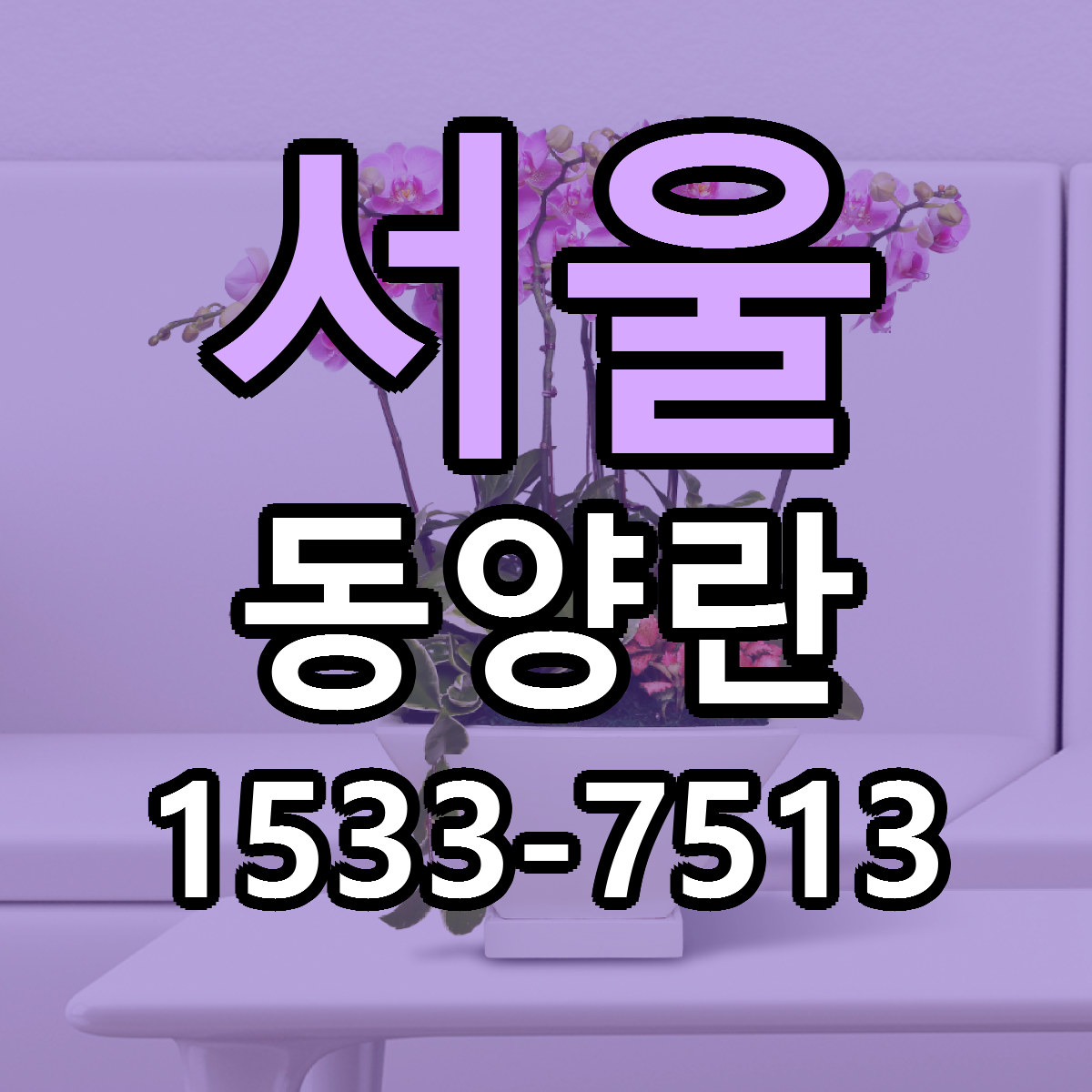 서울 동양란 당일배송 리본문구 빠른배송 서비스