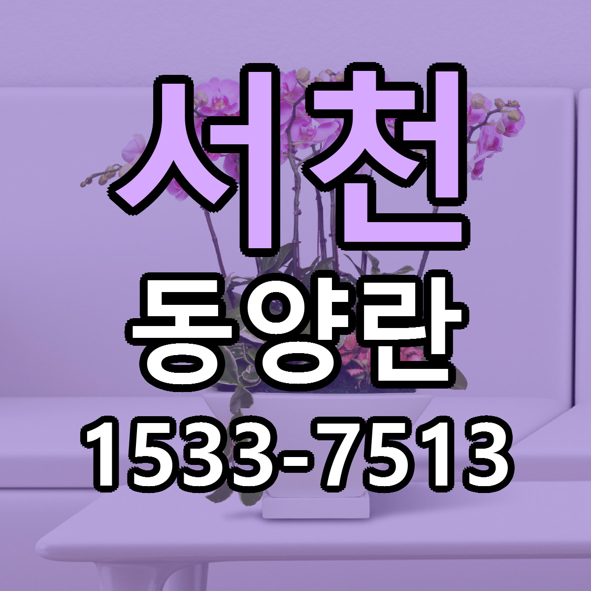 서천 동양란 가격 착한 싼곳 당일배송 안내