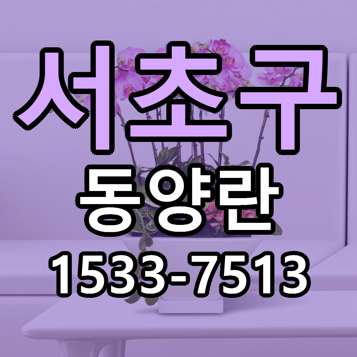 서초구 동양란 근처꽃집 당일배송 싼곳 추천