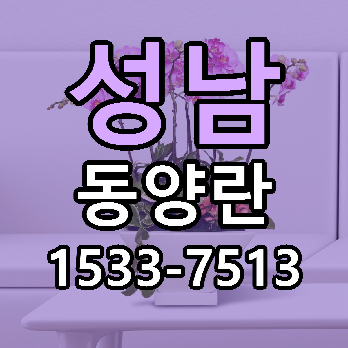 성남 동양란 빠른배송 저렴한곳 가격 정리